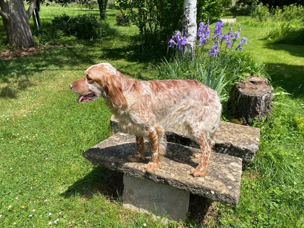 Syrah de champargogne