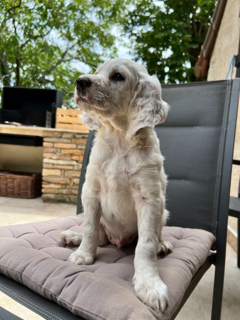 chiot setter anglais
